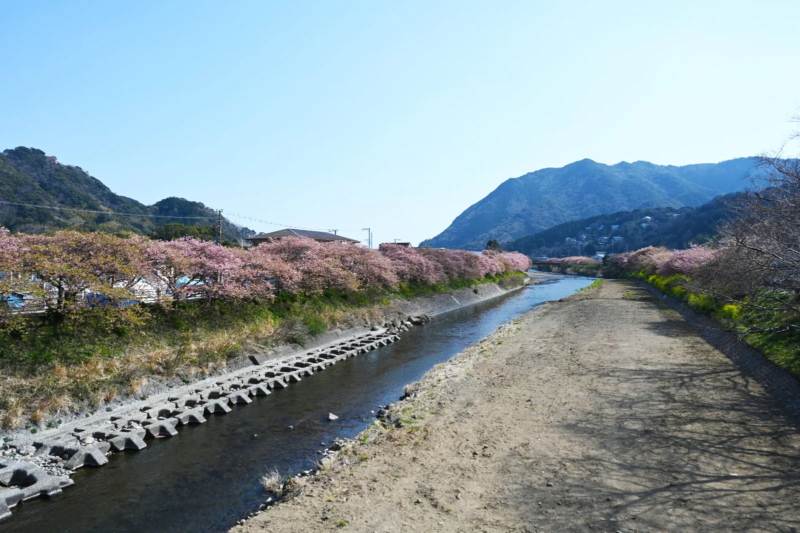 豊泉橋のあたりまで来ると、河川敷に下りて桜を見ることができる