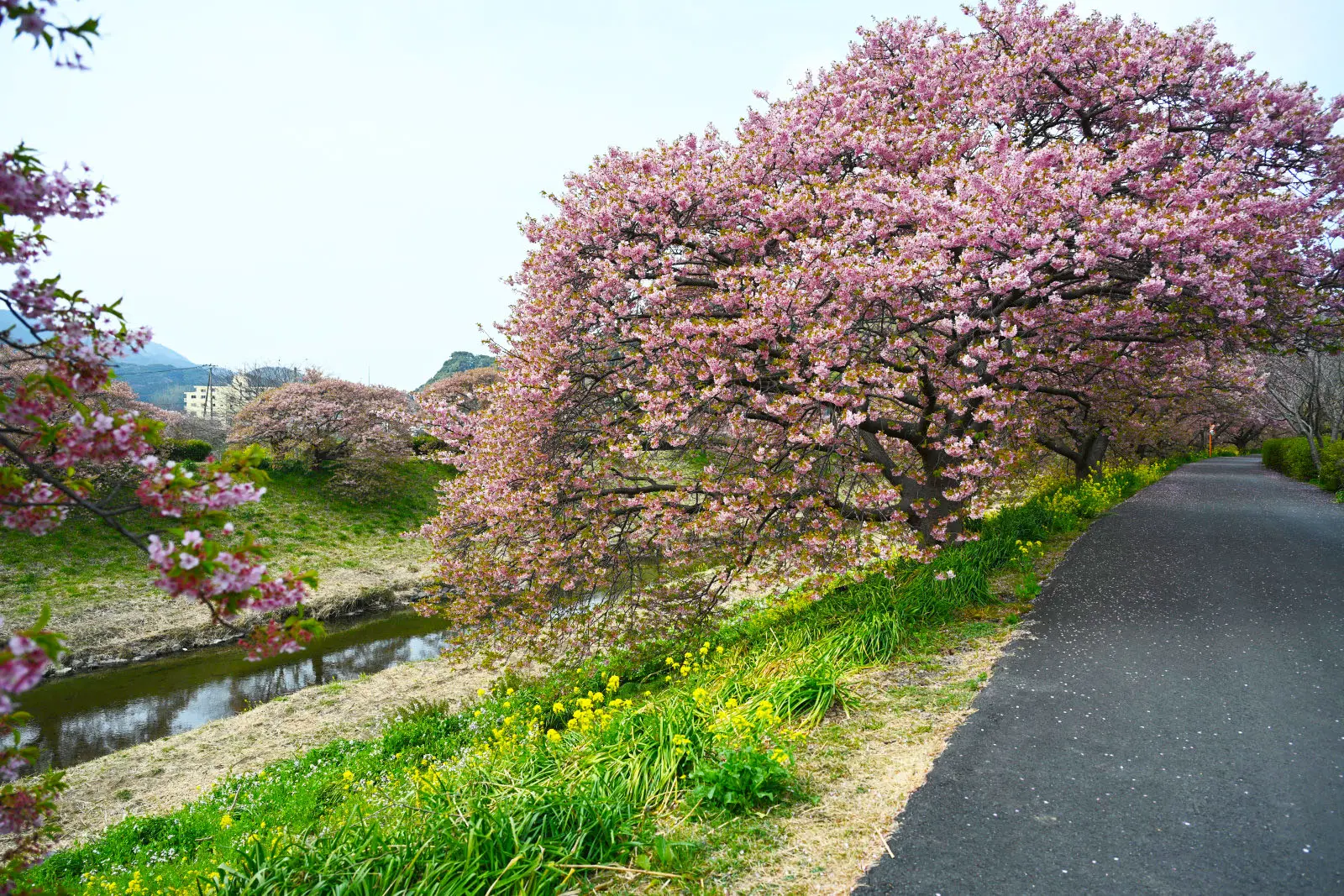 南伊豆の青野川は、河川敷の散歩が楽しめる場所も多い