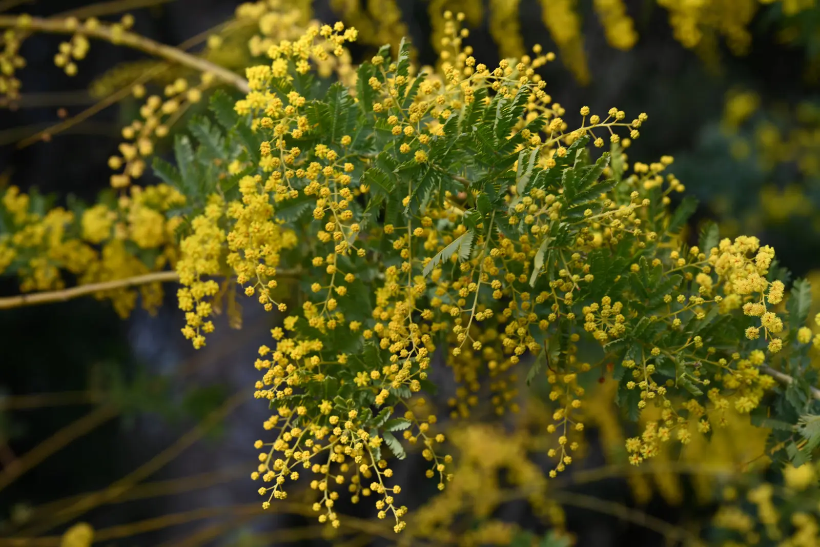 春は山頂にもさまざまな花が咲く。ミモザの花も見頃を迎えていた