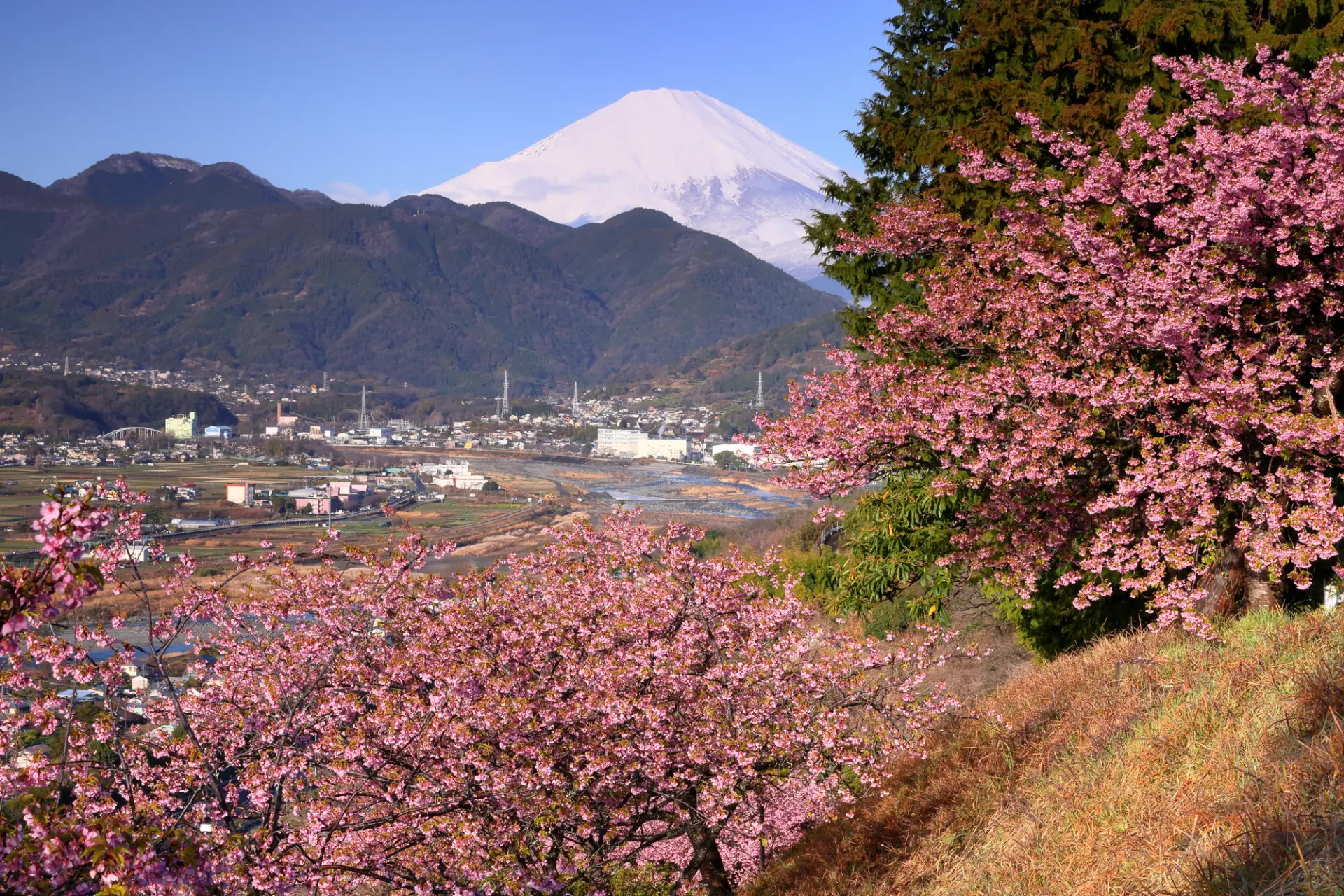 西平畑公園では、河津桜と富士山を1枚の写真に収めることができる