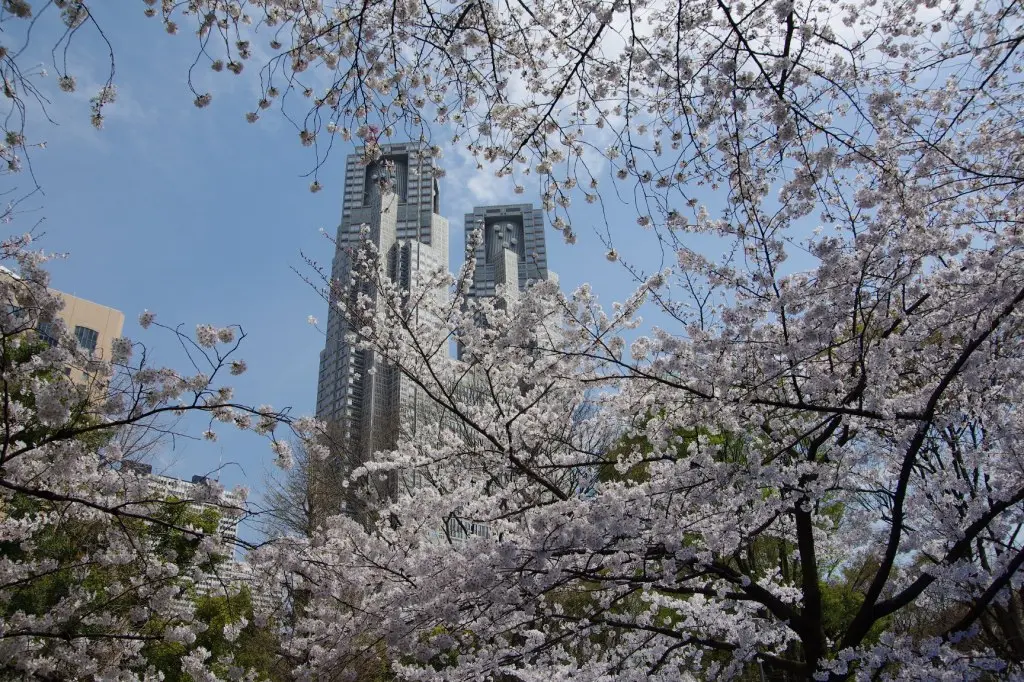 每年3月下旬至4月上旬为樱花季