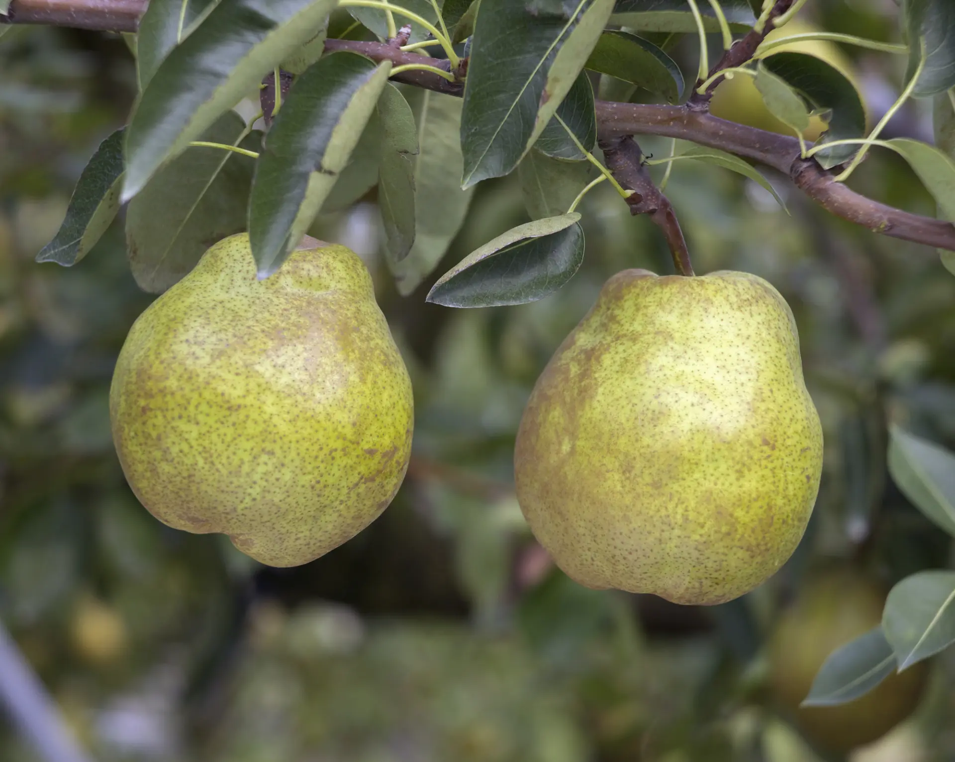 西洋ナシは生産量日本一を誇る