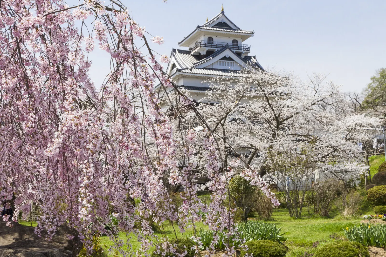上山城の周辺も桜の名所だ