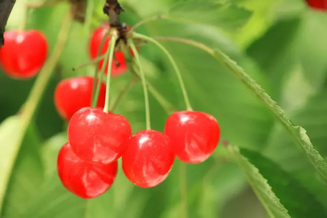 說到初夏的山形美味，非櫻桃莫屬