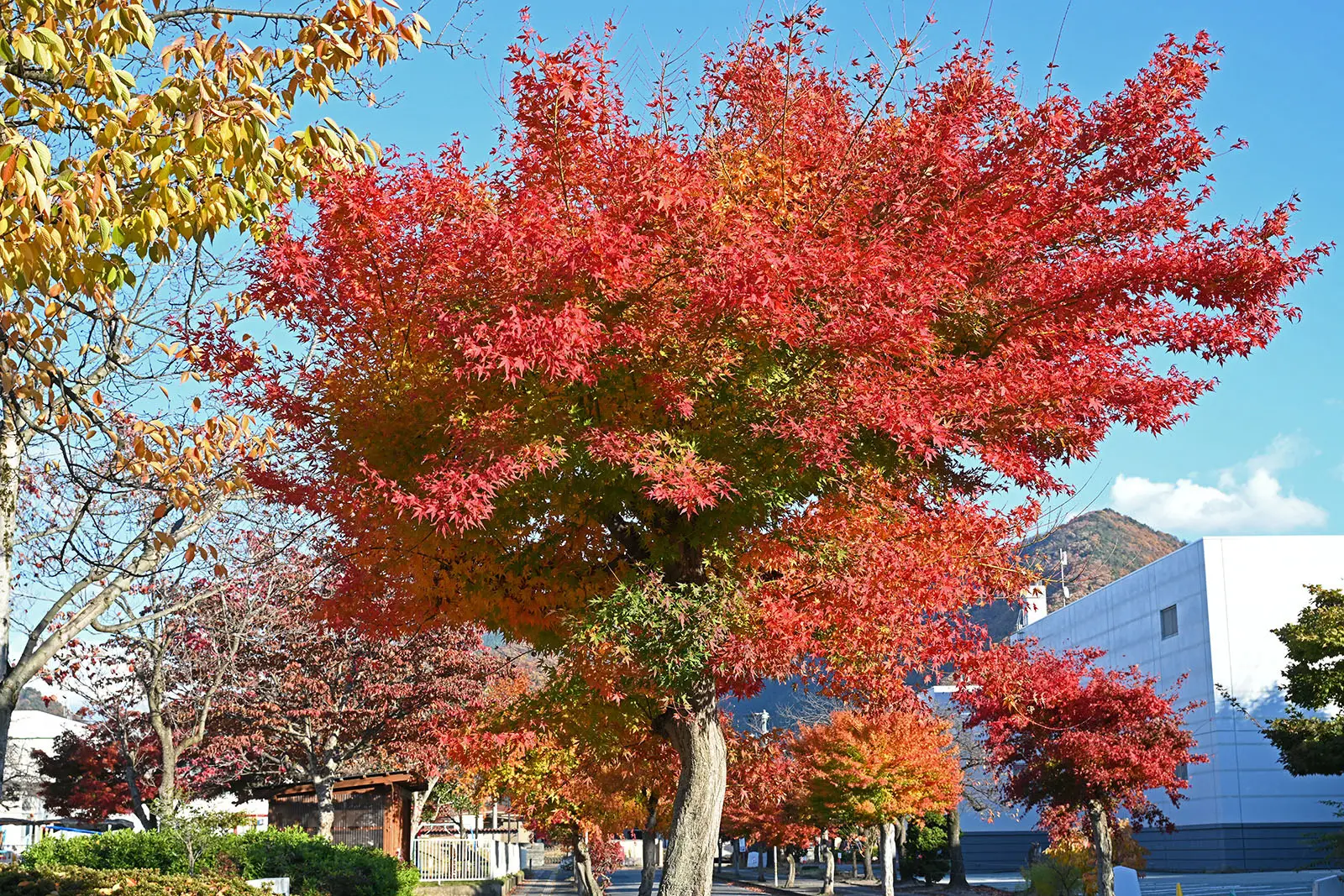 花笠音頭で「紅葉の天童」と謡われる天童市では、市内でも見事な紅葉の姿が見られる
