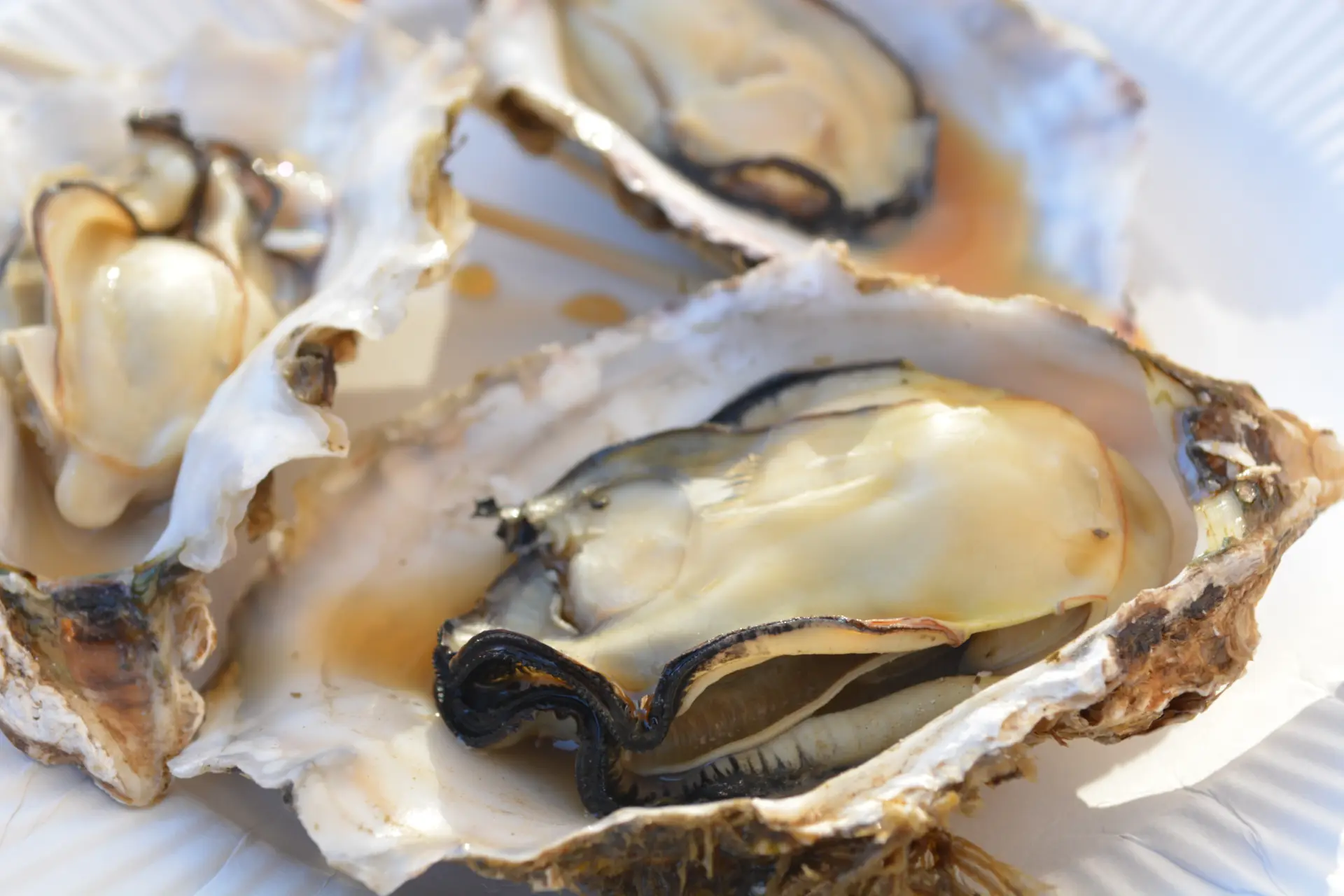 豊かな海で育った「日生かき」はミネラルたっぷり