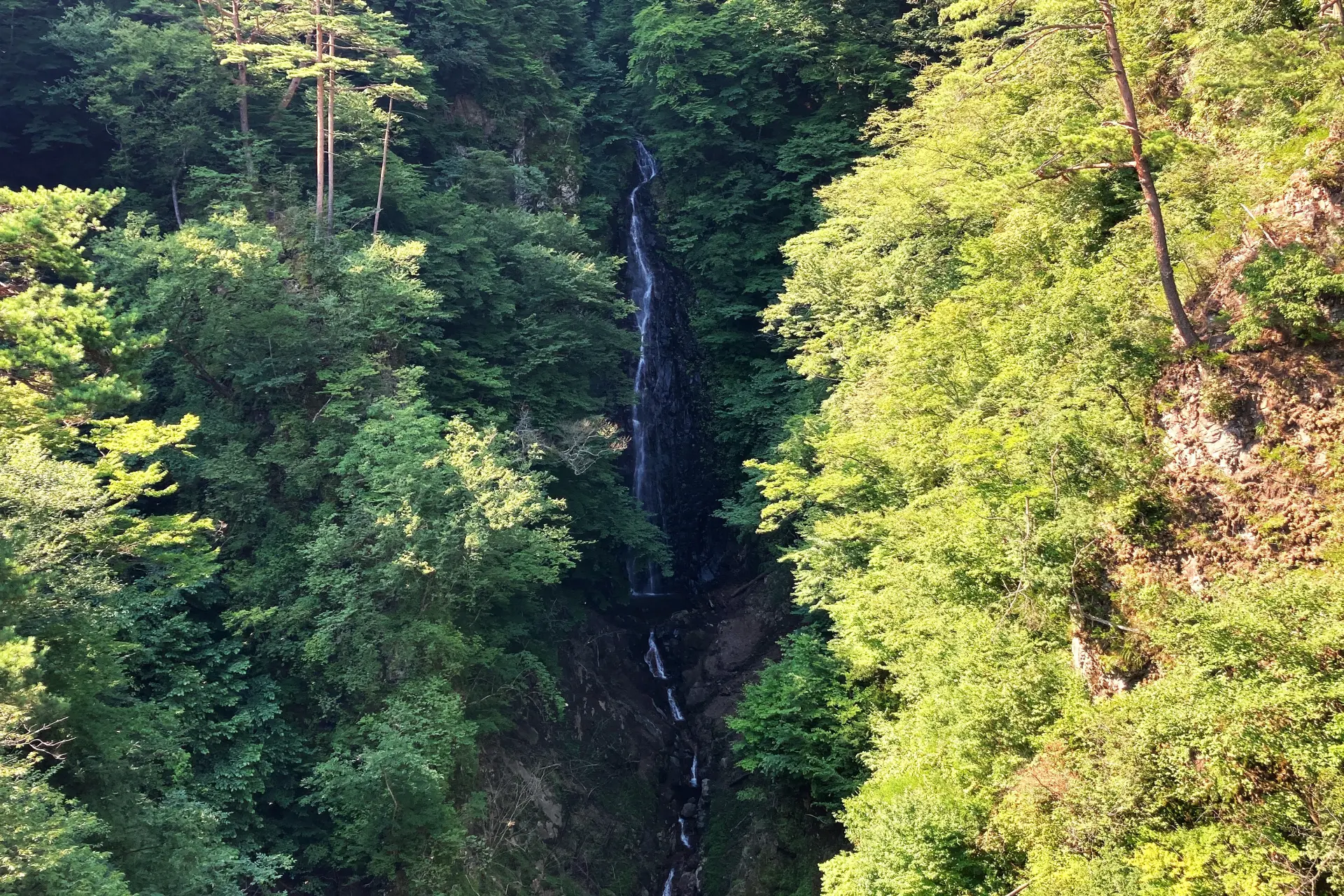 新绿中映衬红色栏杆的「鹿飞桥」