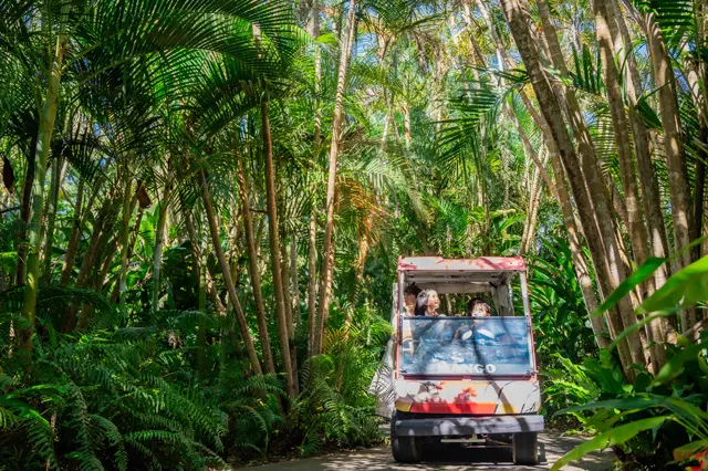 園内をカートで巡るガイドツアー。熱帯の森を進むような雰囲気で植物観察を楽しめる