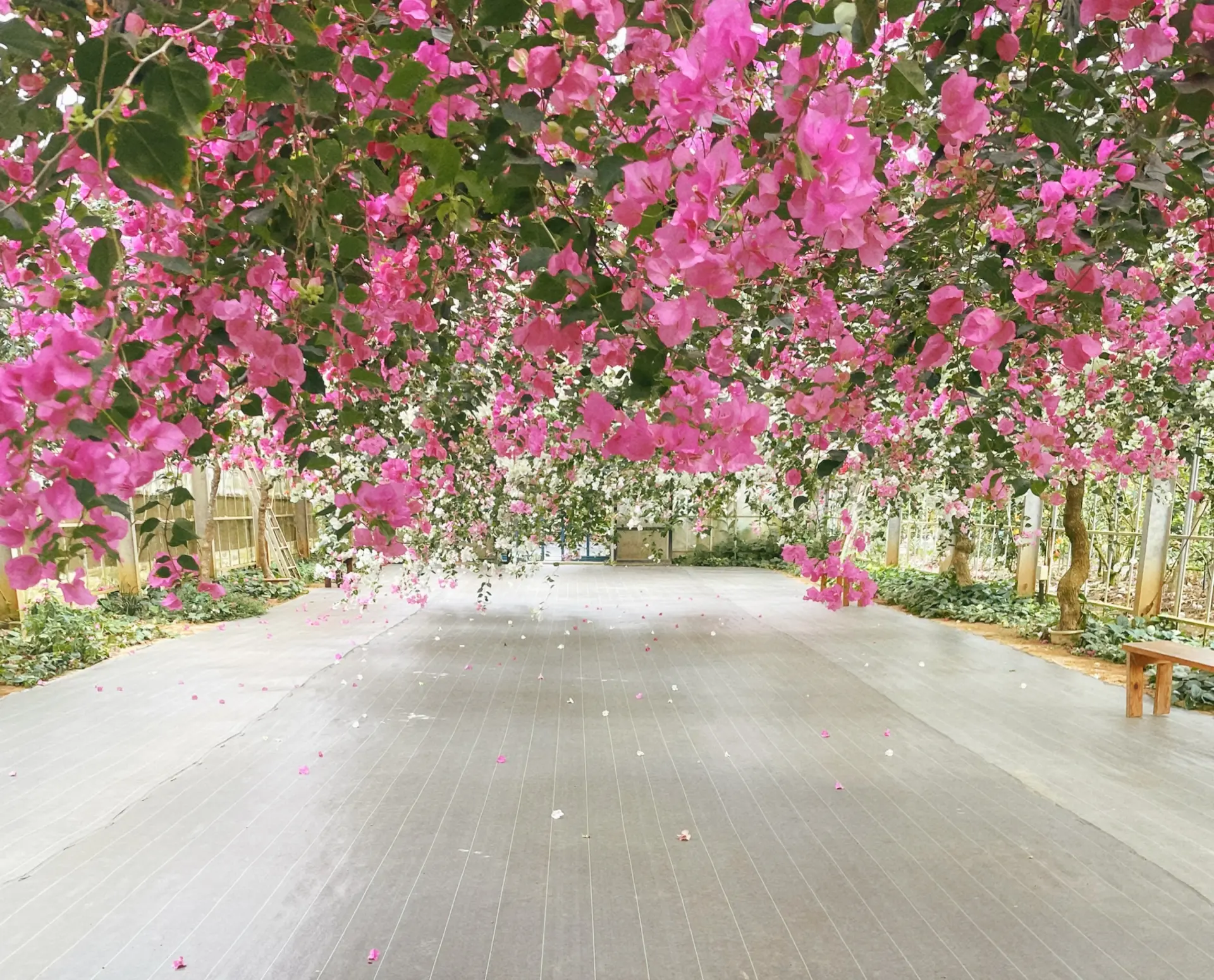 温室内に広がるブーゲンビレアのトンネル。色鮮やかな花に囲まれながら散策できる人気スポット