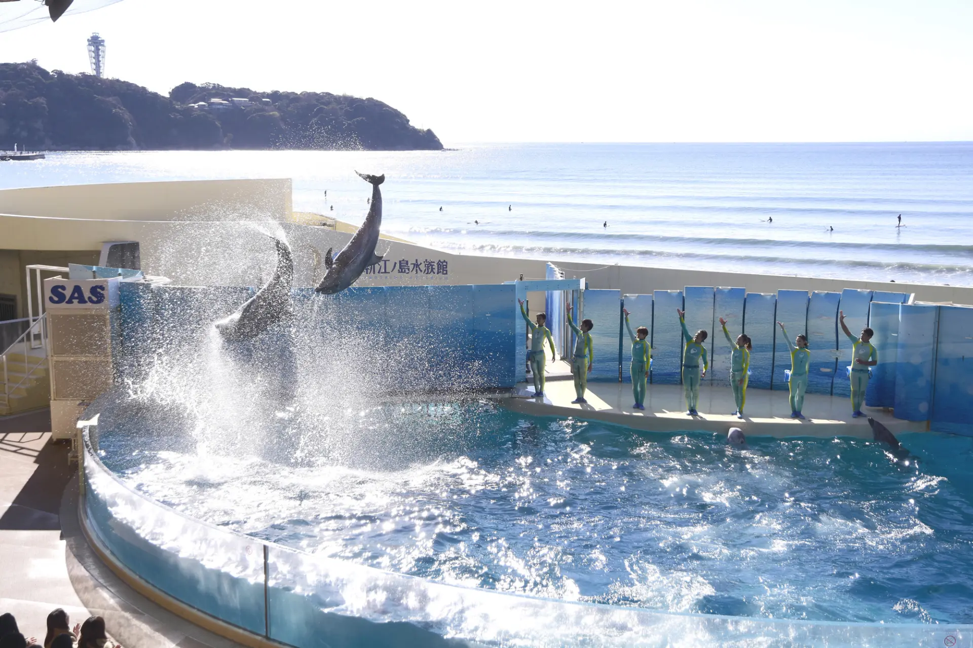 イルカやアシカたちのパフォーマンスが楽しめるスタジアム