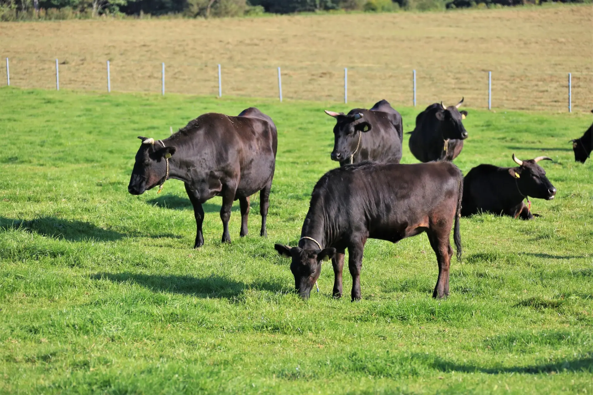 和牛を代表する品種・黒毛和種