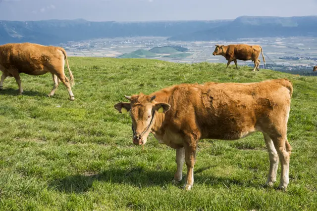 熊本・高知が主産地の褐毛和種