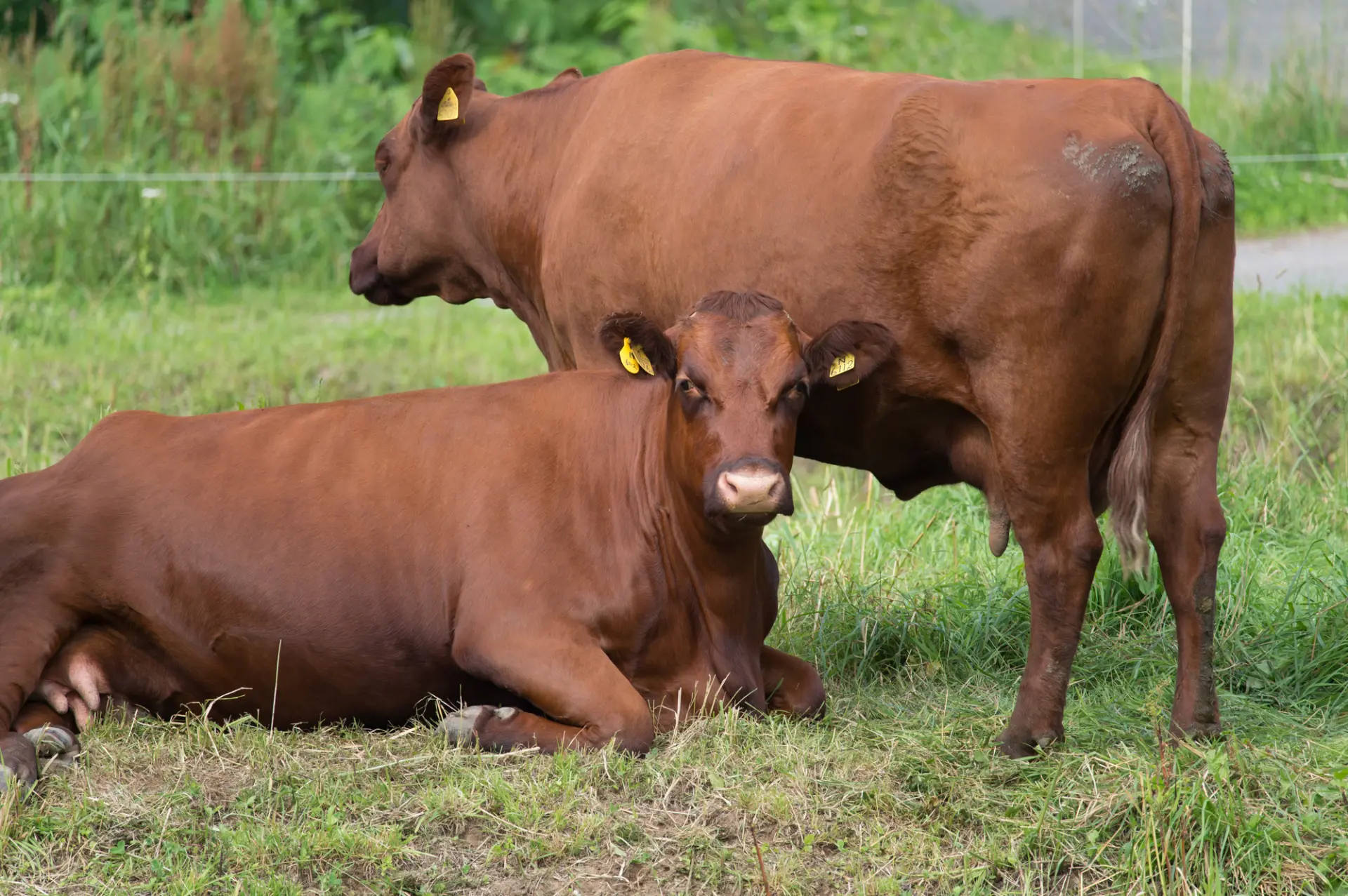 東北地方が主産地の日本短角種