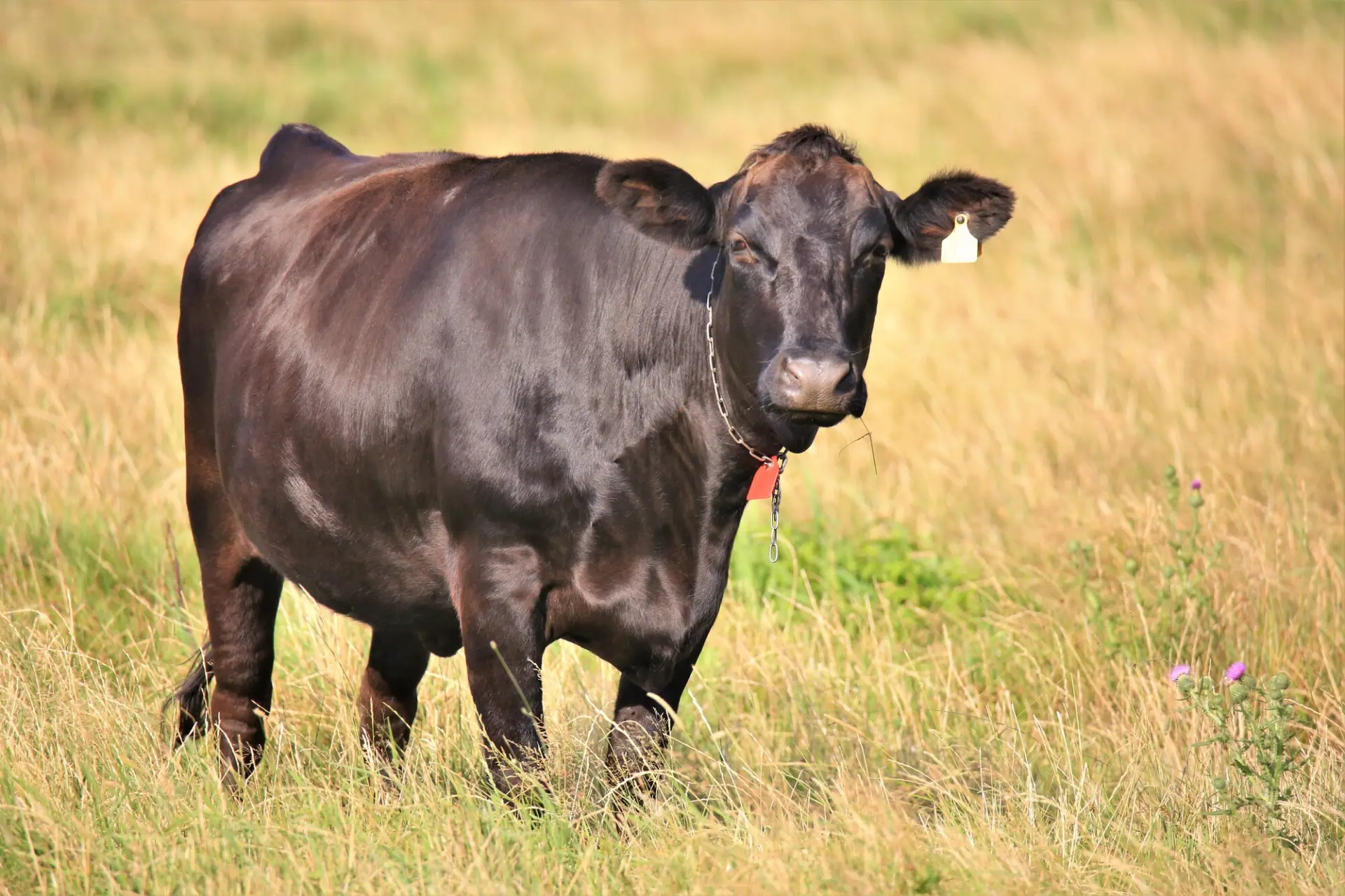 日本国内でも滅多に食べられない無角和種