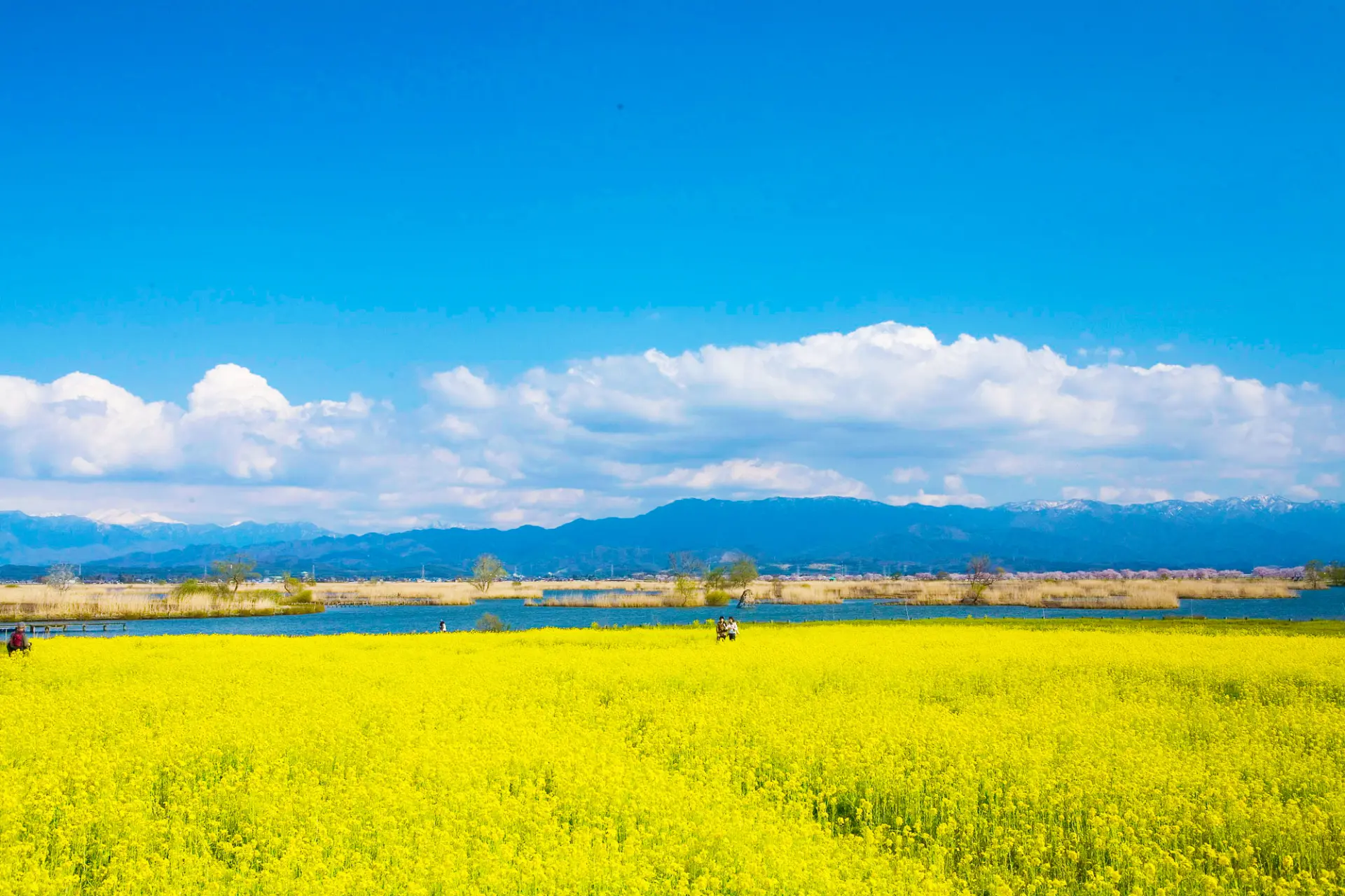 【福島潟觀光指南】盡享100萬株油菜花！春季必看重點、週邊景點&美食一次看〜