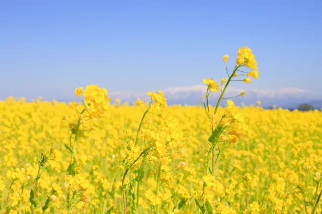 能欣賞清透藍天與油菜花的對比之美