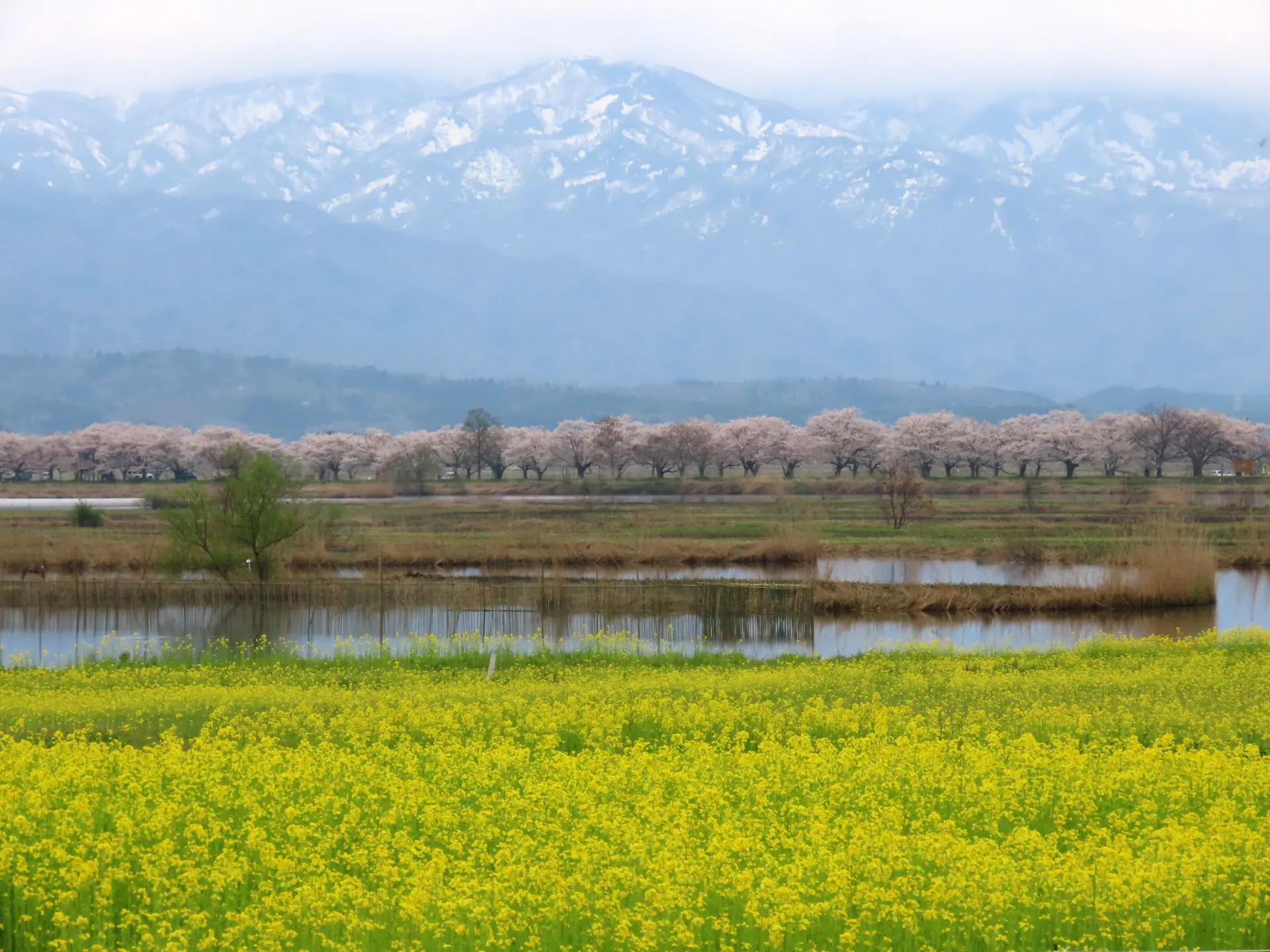 福島潟的油菜花與櫻花景色