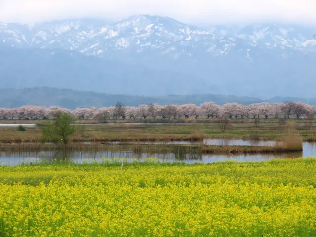 福島潟的油菜花與櫻花景色