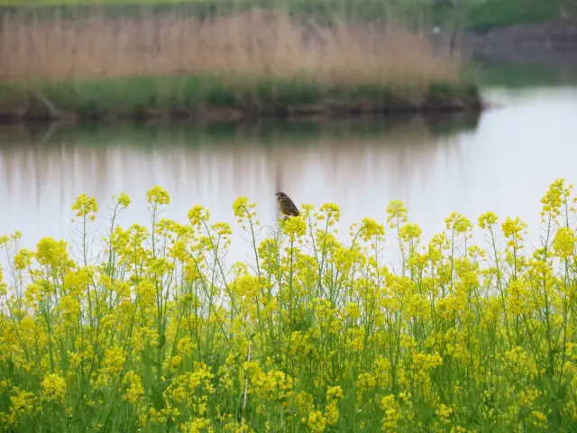 能觀賞油菜花與野鳥交織出的景緻