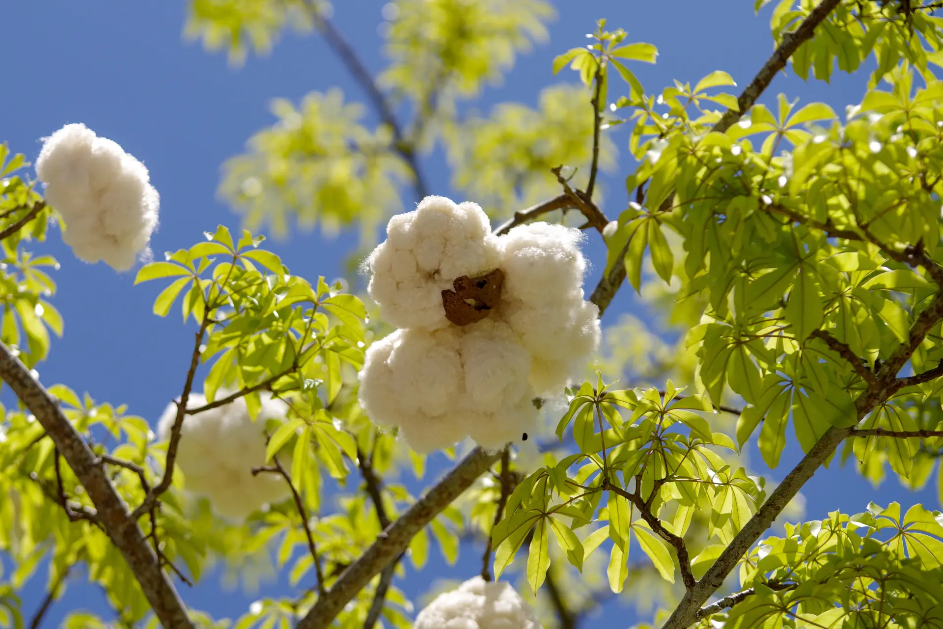 热带花木「美人树」飘落的白色棉絮