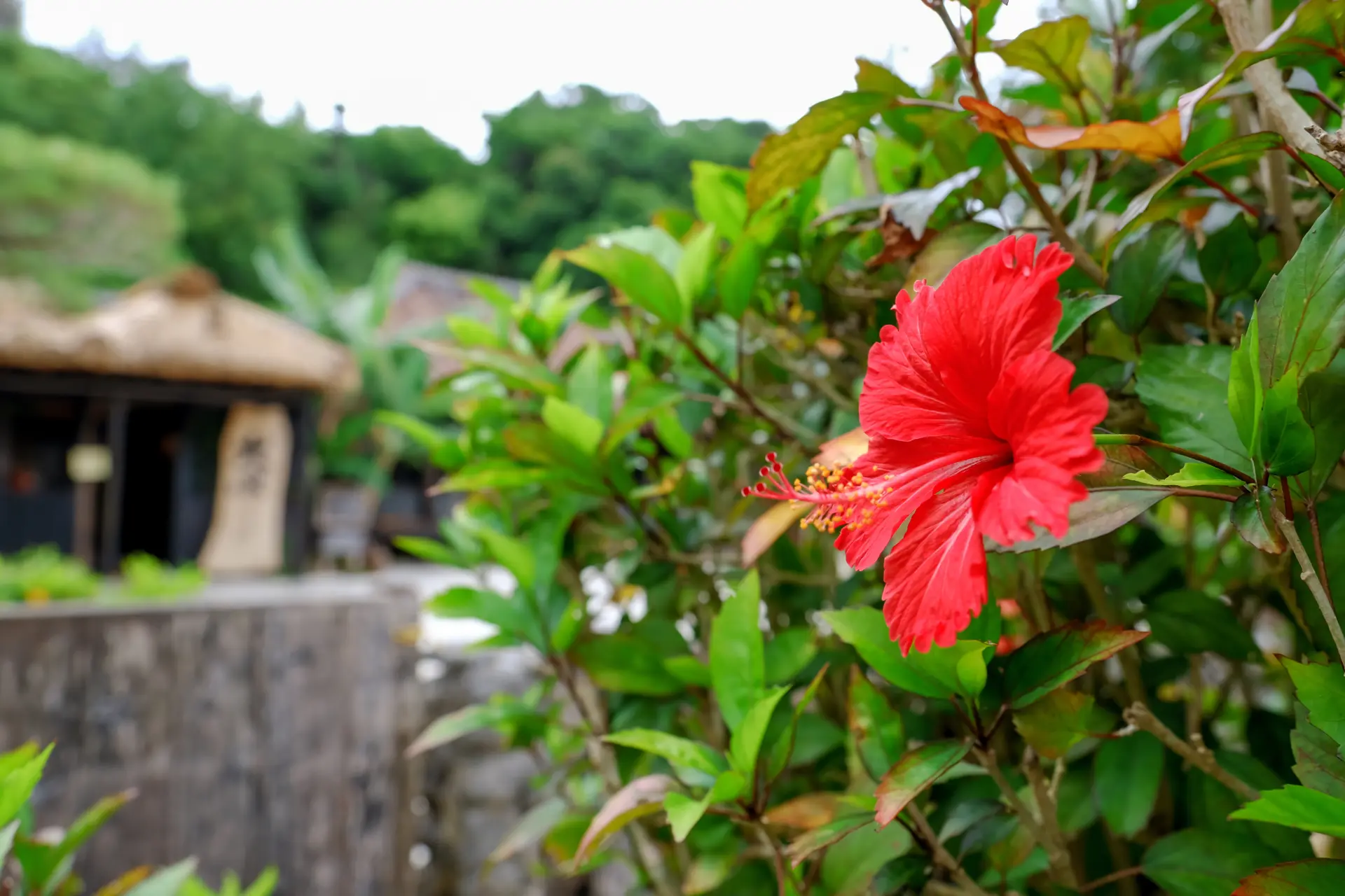 在南国阳光下格外耀眼的扶桑花