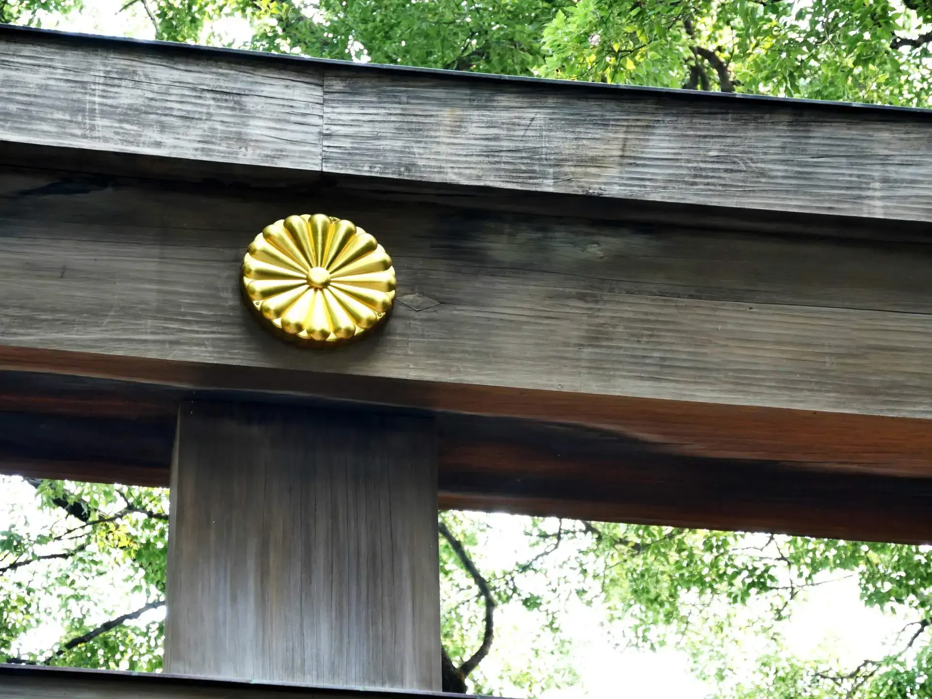 十六葉八重表菊