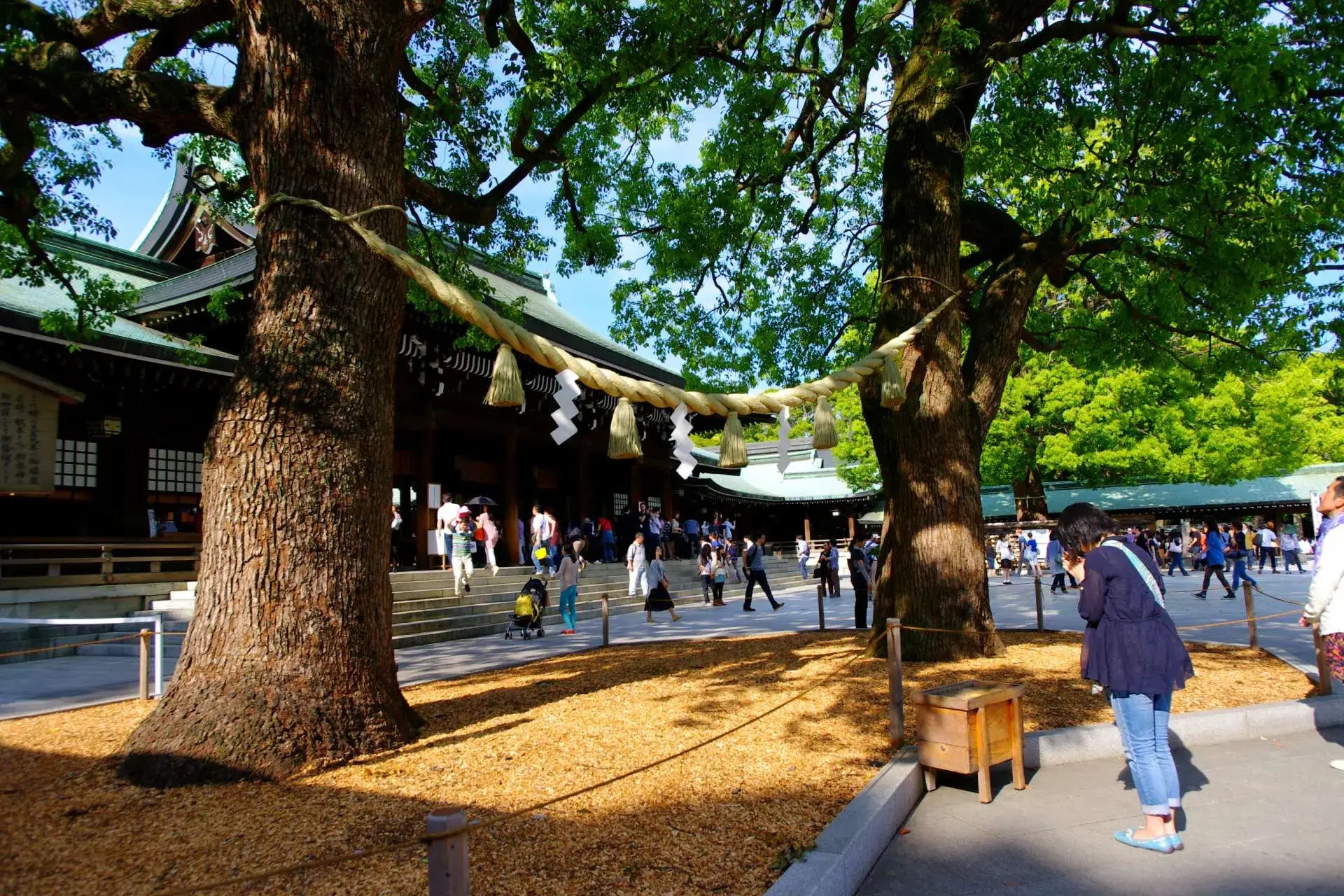 在夫婦楠前祈願的參客