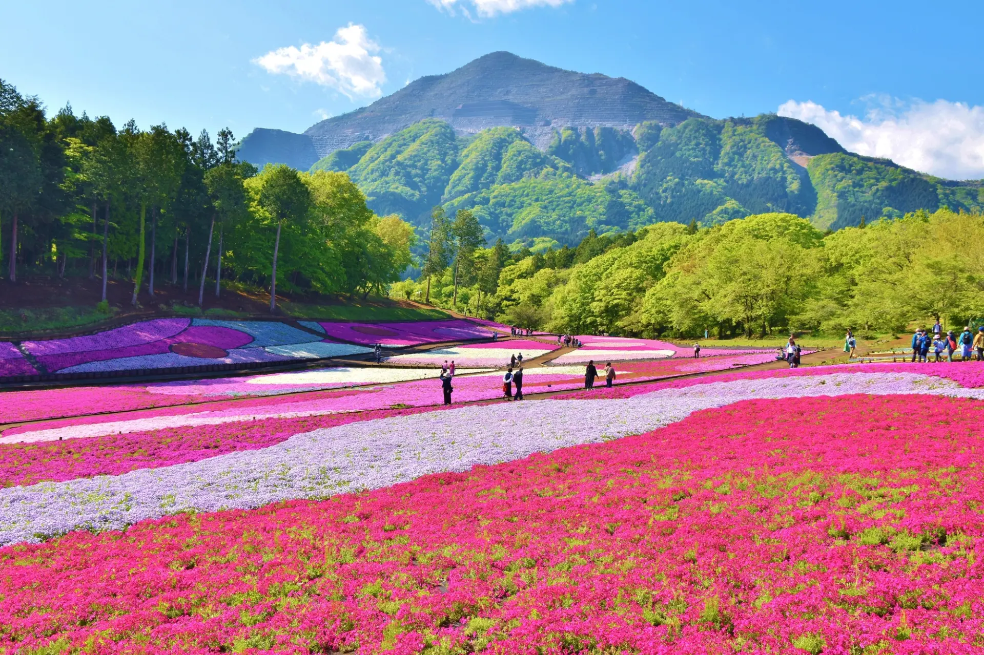9 Stunning Flower Views in Saitama] Seasonal Flower Spots and