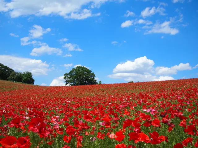 藍天下，整片山丘開滿紅色罌粟花的景象，被譽為「天空的罌粟花」