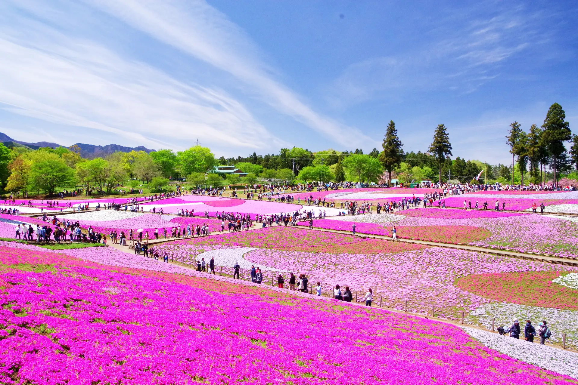 色とりどりの芝桜が模様を描くように広がり、春には多くの人が訪れる人気の花名所