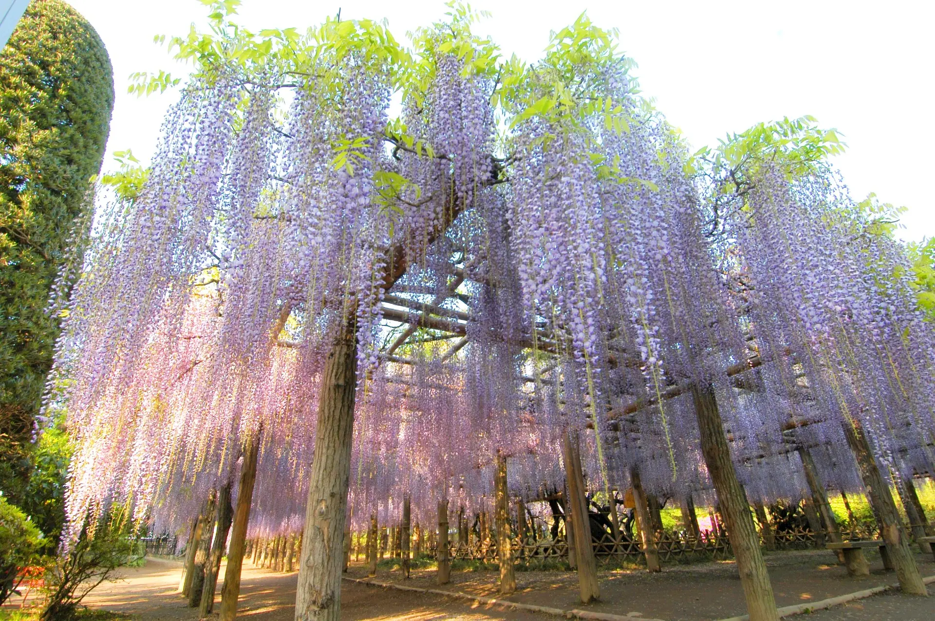 樹齢1200年以上と伝わる国指定特別天然記念物「牛島の藤」