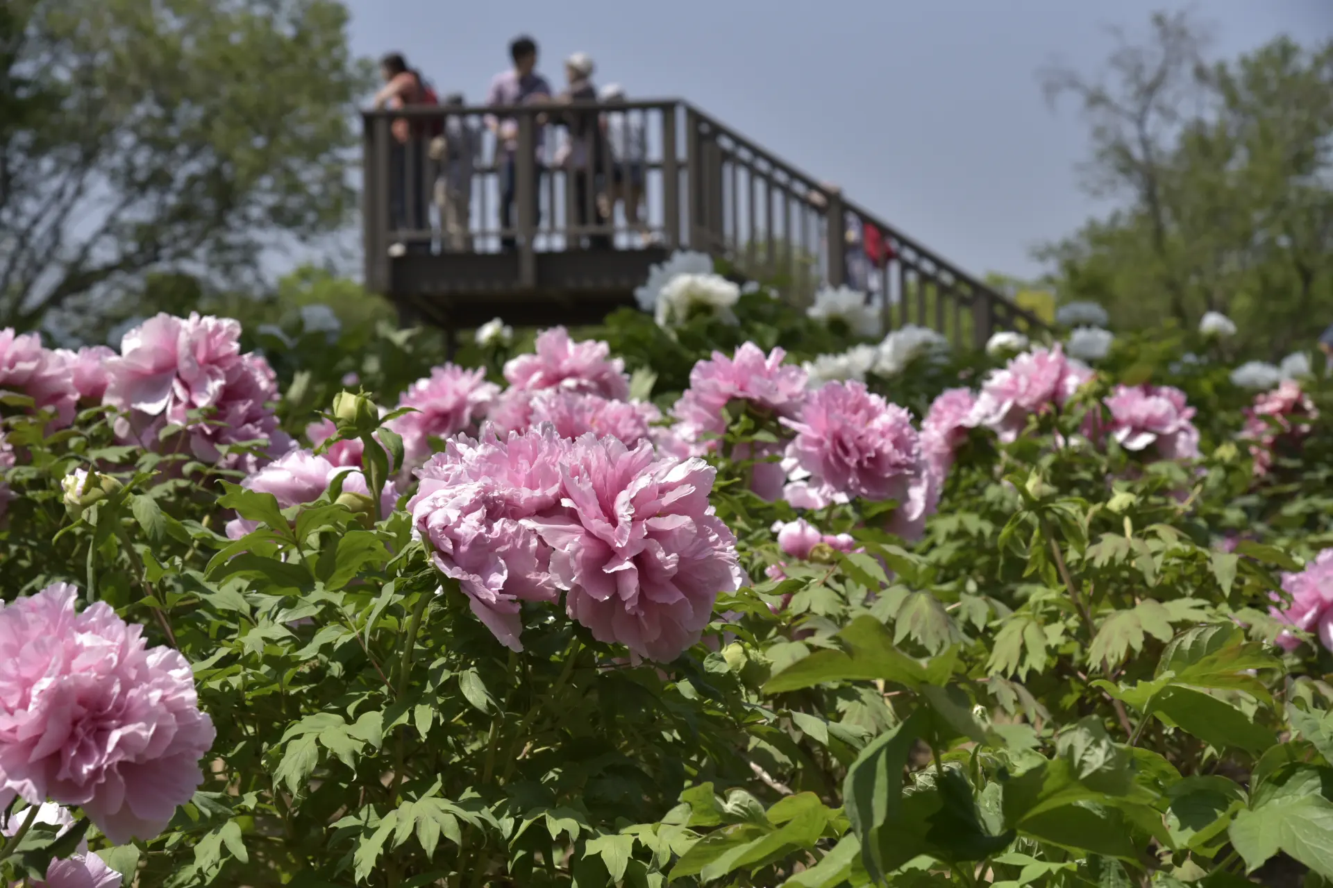 大輪のぼたんが咲き並ぶ東松山ぼたん園。春には色鮮やかな花が園内を彩る