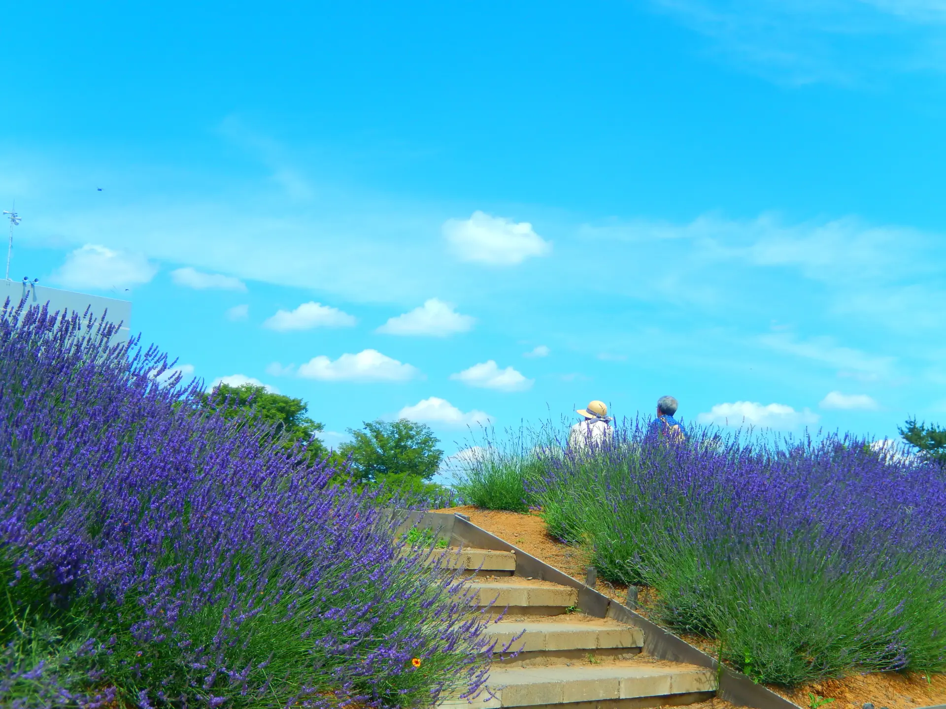 初夏には青紫の花が広がり、爽やかな季節の風景が楽しめる