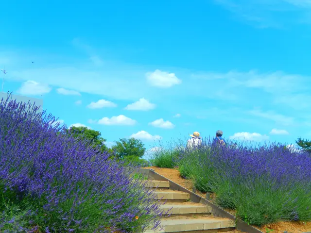 初夏時節藍紫色花海鋪展開來，可欣賞清新宜人的季節風景