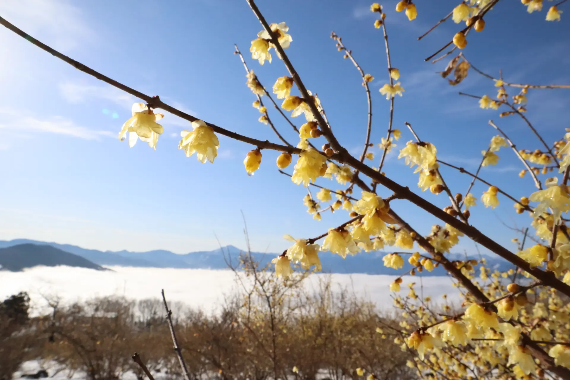冬の澄んだ空気の中、黄色い花とやさしい香りが早春の訪れを告げる