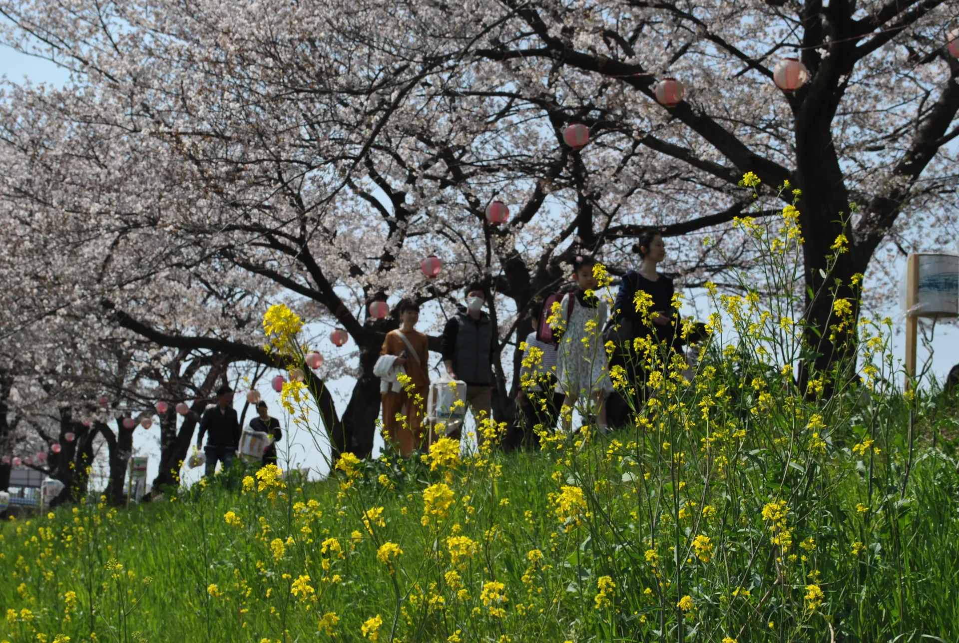 春には川沿いの遊歩道がやわらかな桜色に包まれ、花見散策が楽しめる