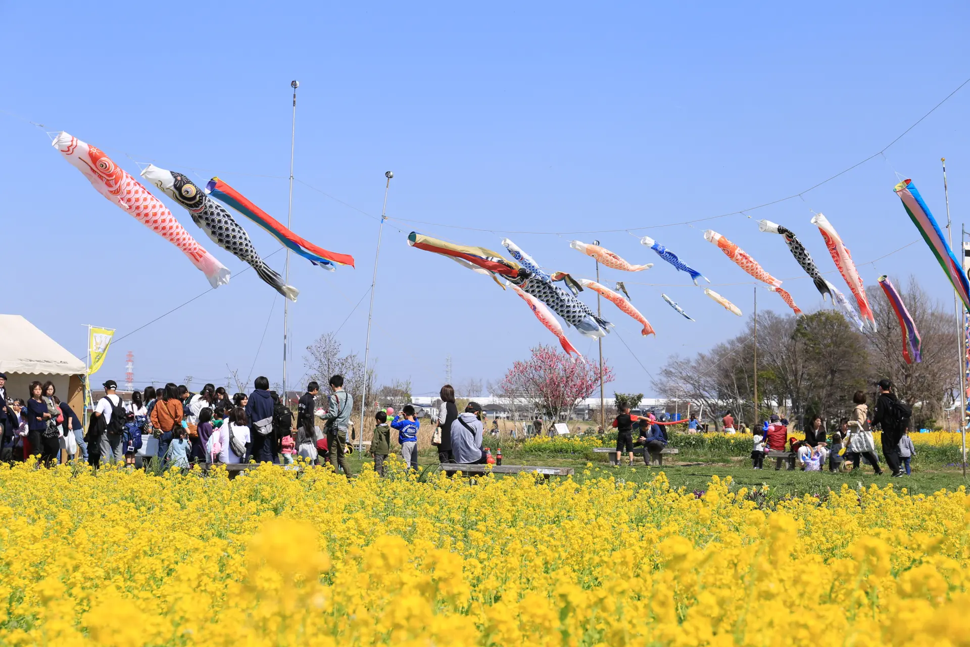 季節の花と広い空がつくる、開放感あふれる花の風景