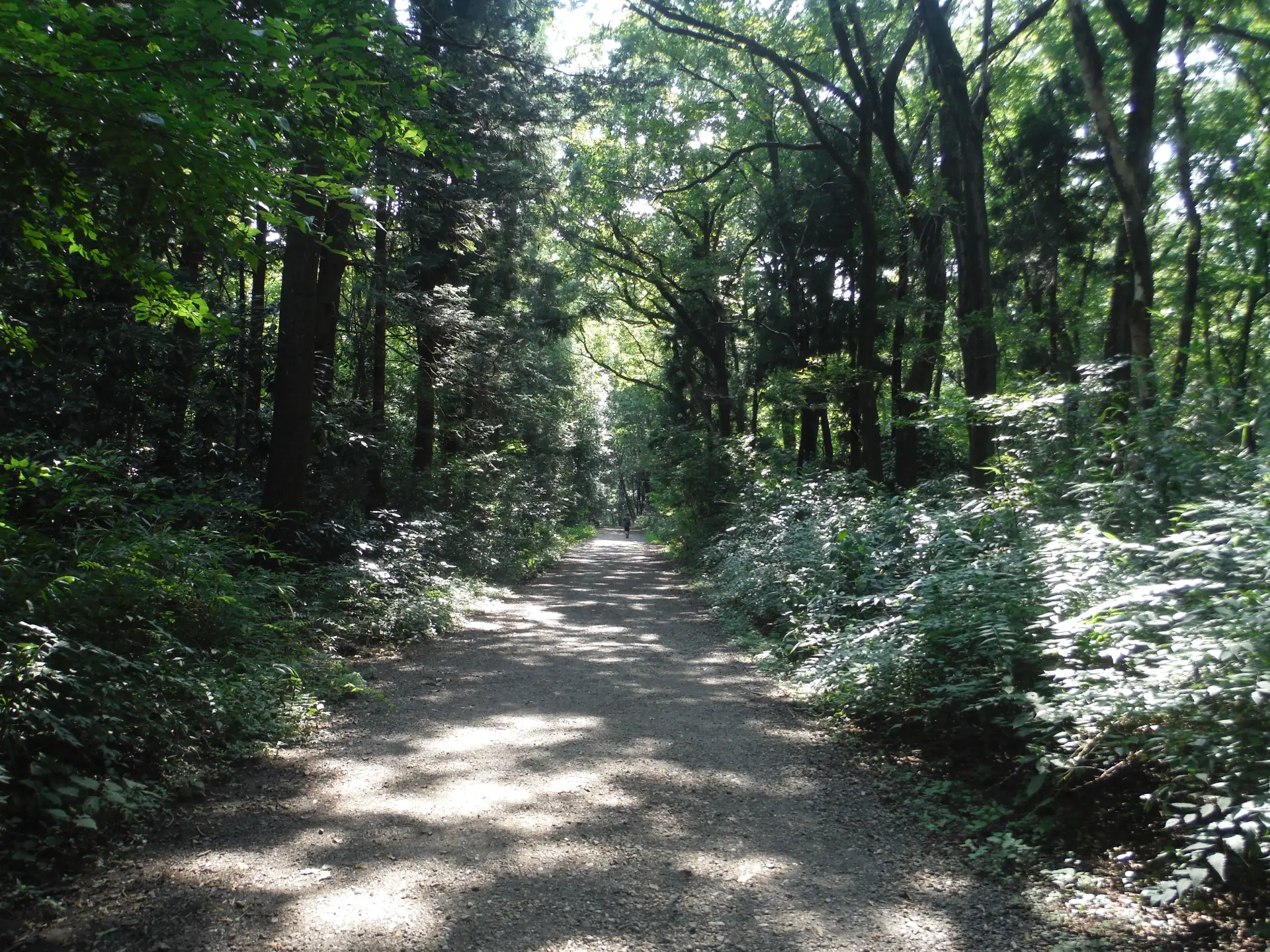 生い茂る木々の間を散策するだけでも癒される