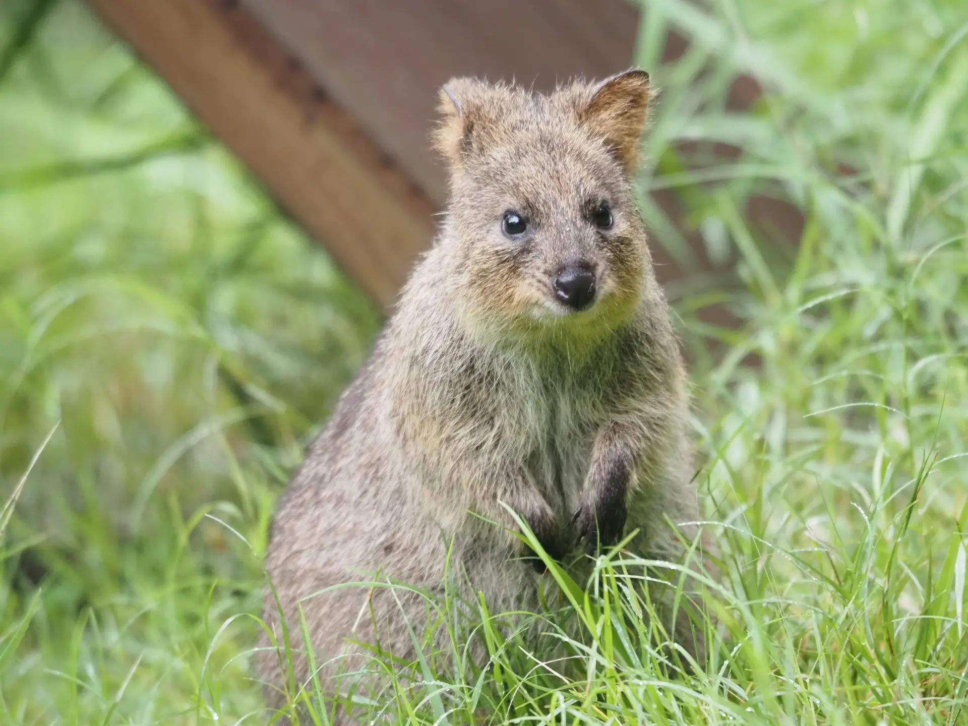 西オーストラリアに生息するクオッカは、世界一幸せな動物とも呼ばれている