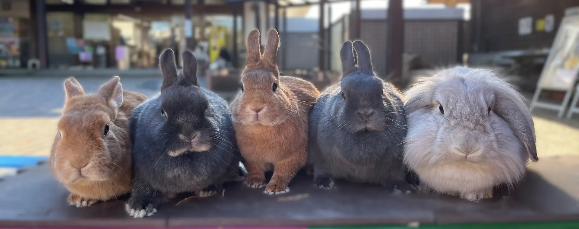 並んで座るさまざまな品種のウサギ。ふわふわの毛並みや表情の違いも魅力