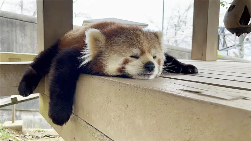 人気のレッサーパンダの愛らしい姿を間近で観察できる