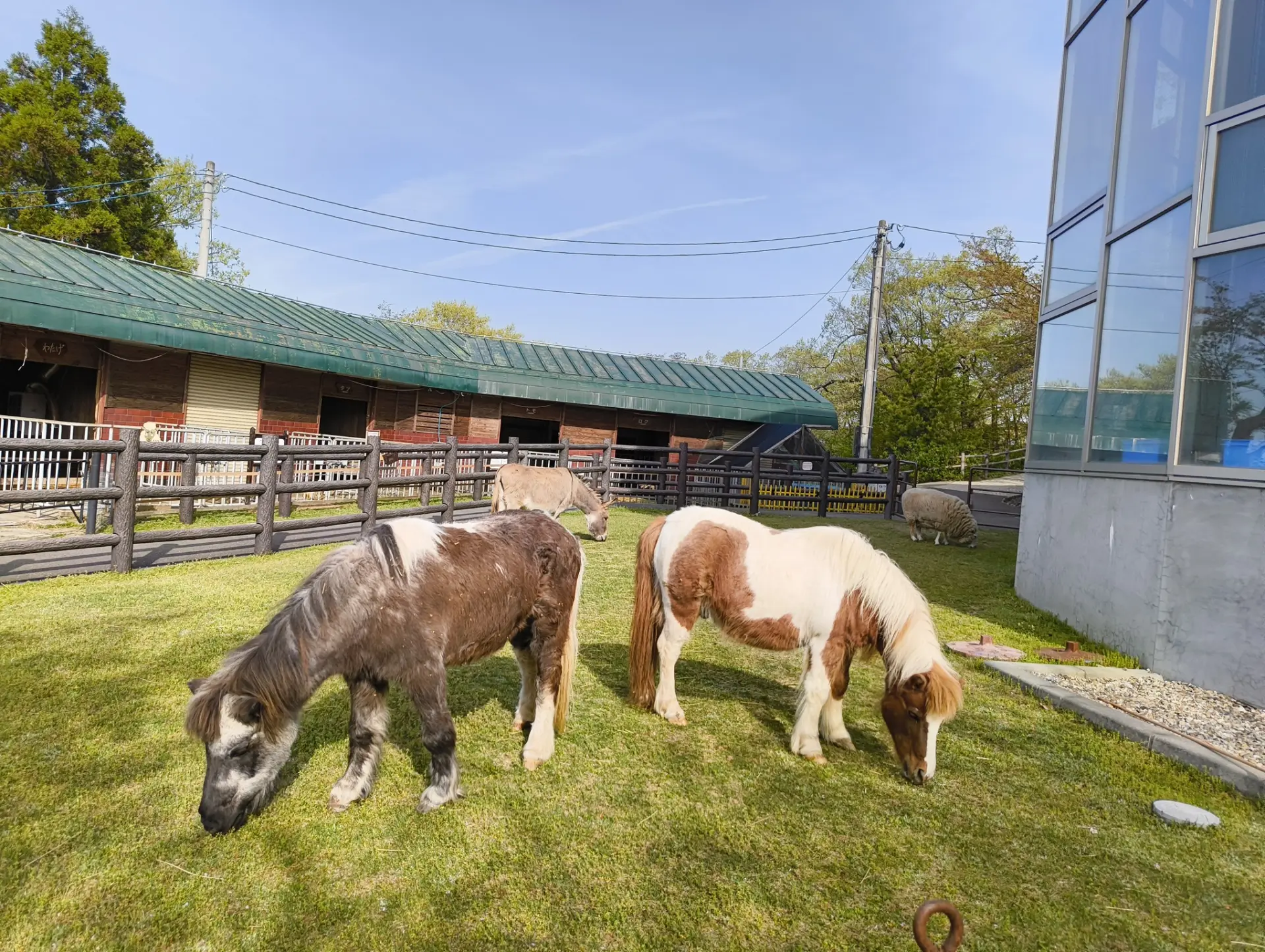 芝生のスペースでのびのびと過ごすポニーたち姿を観察できる