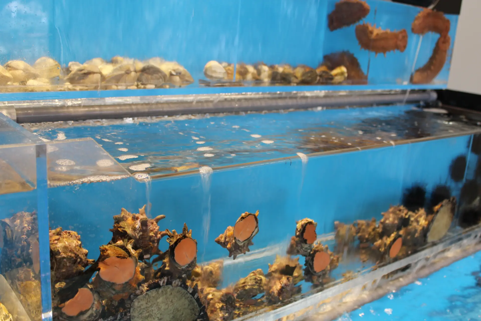 サザエや鮑などの貝類が、海さながらの活きのよさ