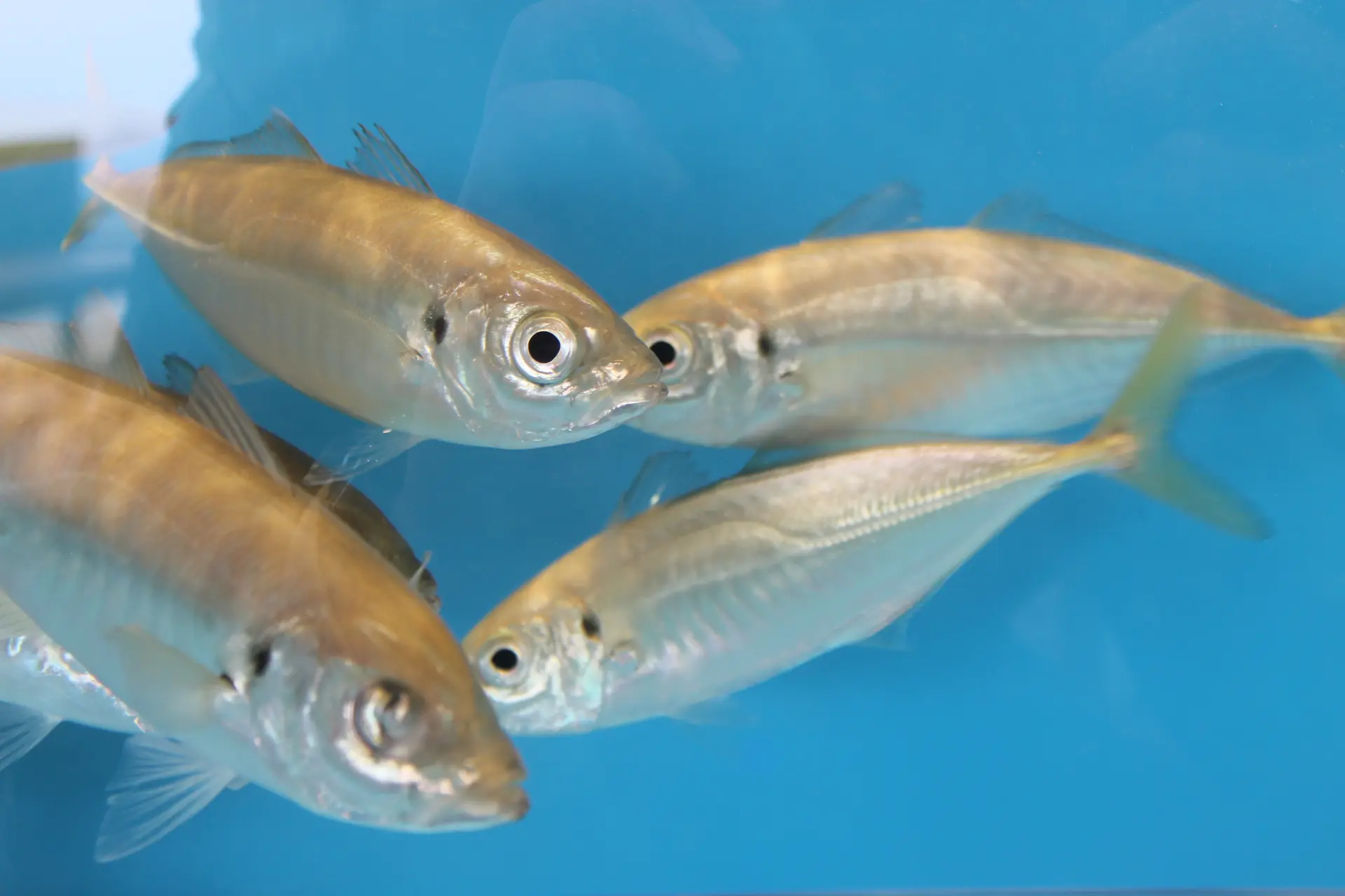 鯵が泳ぐ様子は、見ているだけでも楽しい