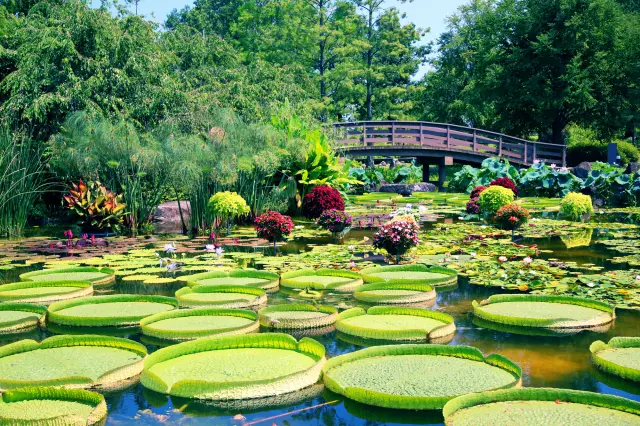 【滋賀の自然体験11選】花と湖、農の恵みを味わう旅