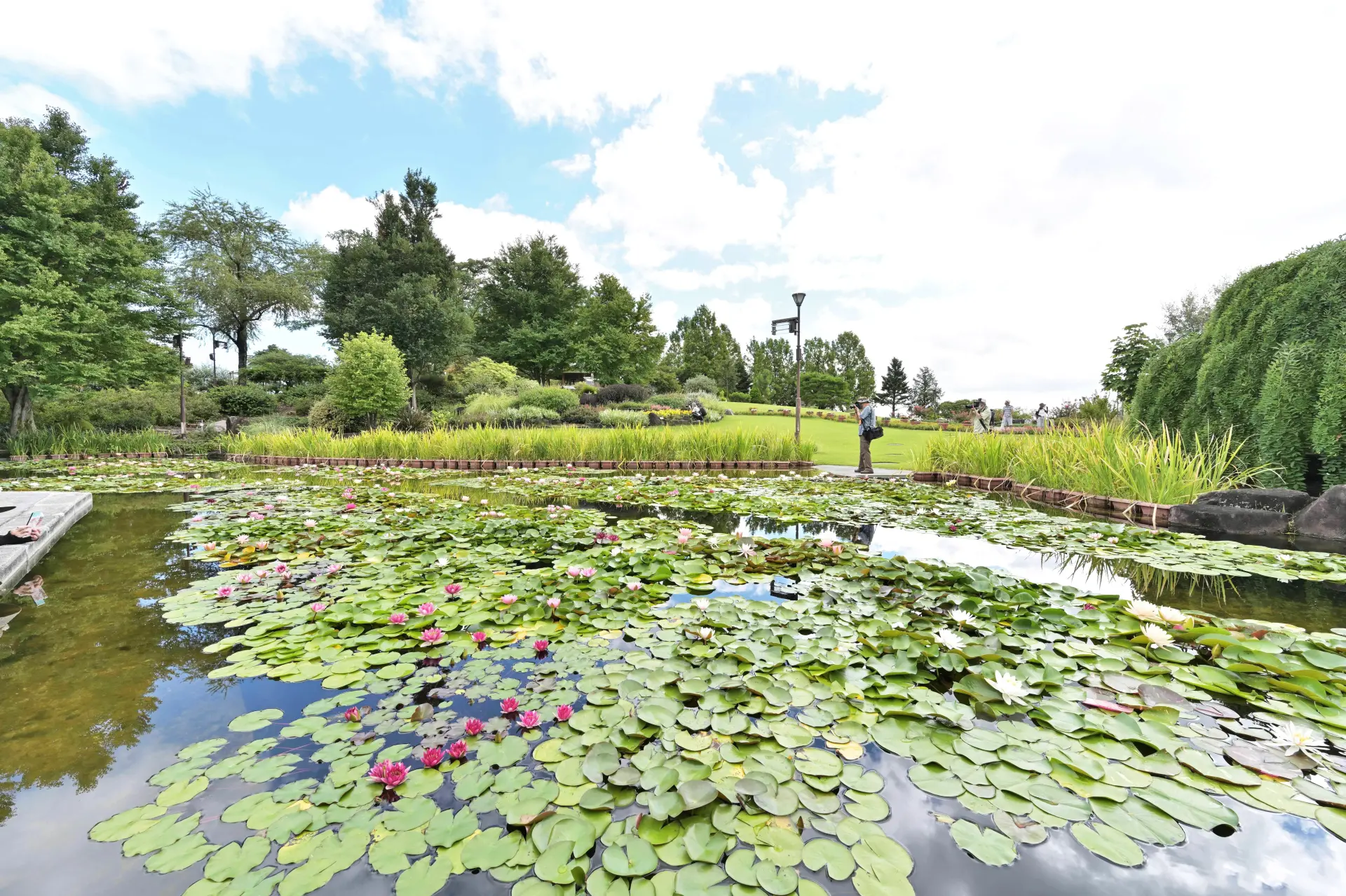 池一面に広がるスイレンの葉と花の景観。水辺に近い目線で眺める散策が心地よい