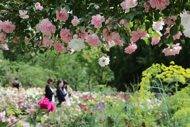 枝いっぱいに咲くバラと庭園の植栽風景。通路を歩きながら花に包まれるような時間