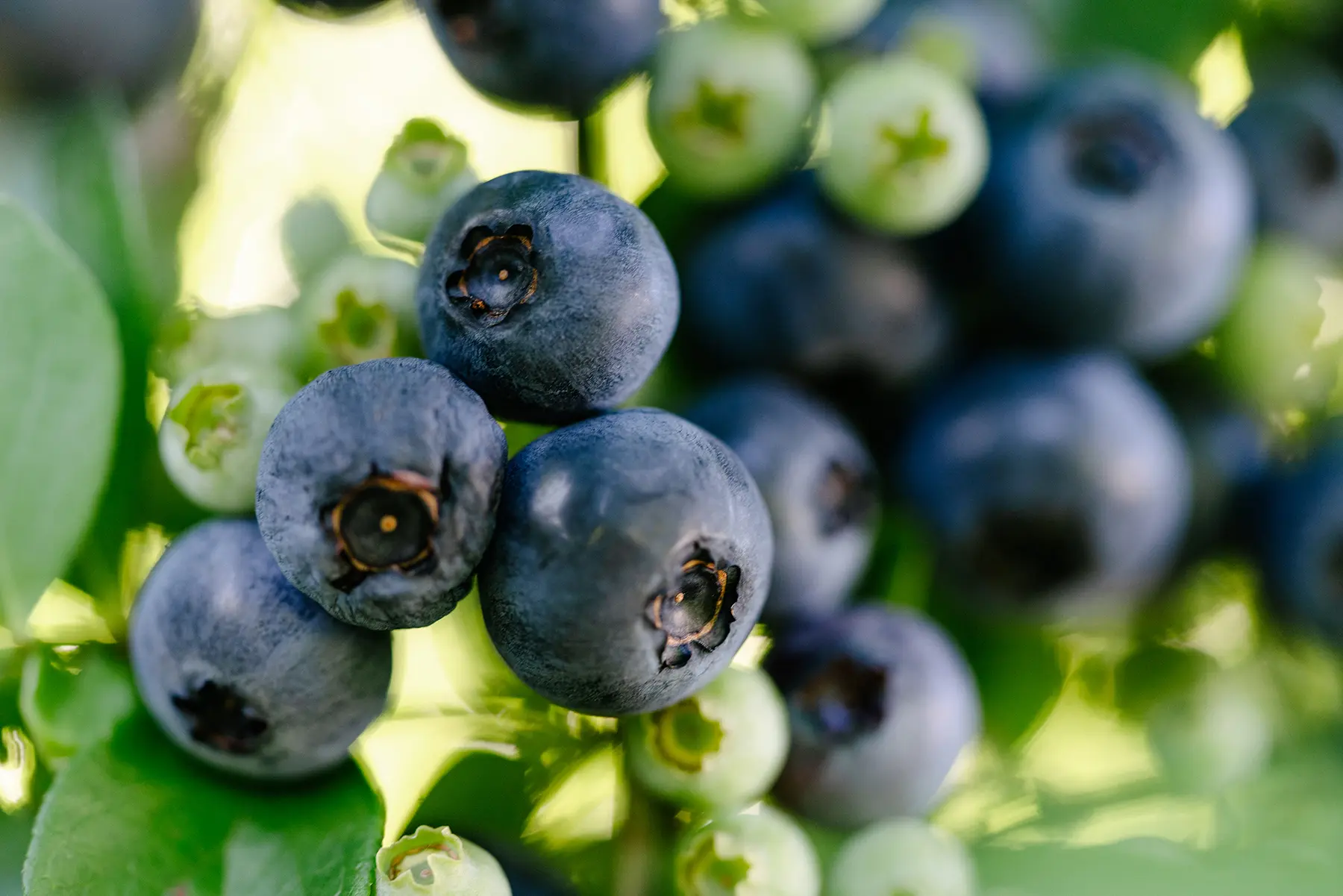 枝先に実るブルーベリー。もぎたてのみずみずしい甘さは格別