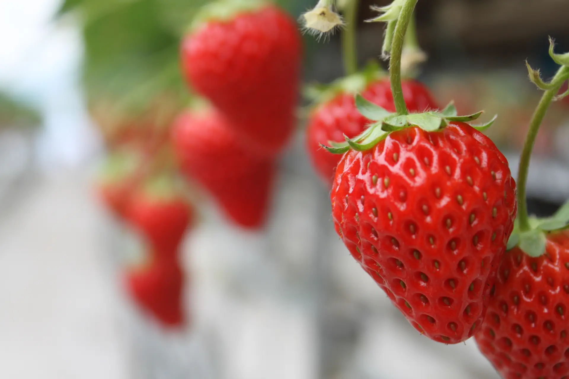 赤く実ったイチゴがずらりと並ぶ。摘み取ってその場で味わう収穫体験が楽しめる