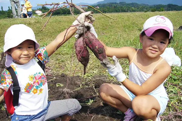 土の中から掘り上げたサツマイモ。収穫の手応えを実感できる思い出深い体験